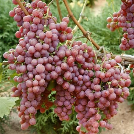 Marshalls Garden Crimson Seedless Grape Vine 1 x 3L Plant