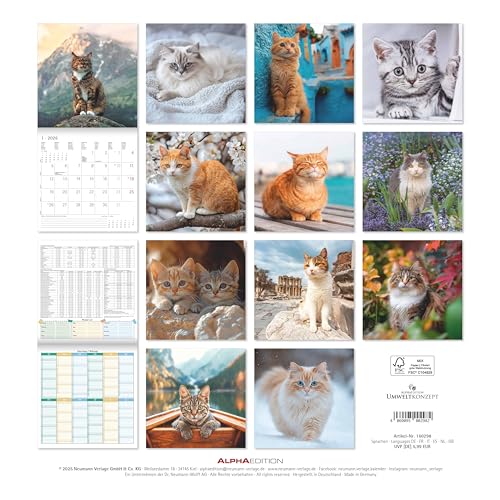 Alpha Edition - Katzen Kalender 2026 – Broschürenkalender 30x30 cm (30x60 cm geöffnet) – Wandkalender & Bildkalender für Katzenliebhaber – mit Feiertagen, Monatsübersichten & Platz für Notizen: Cats