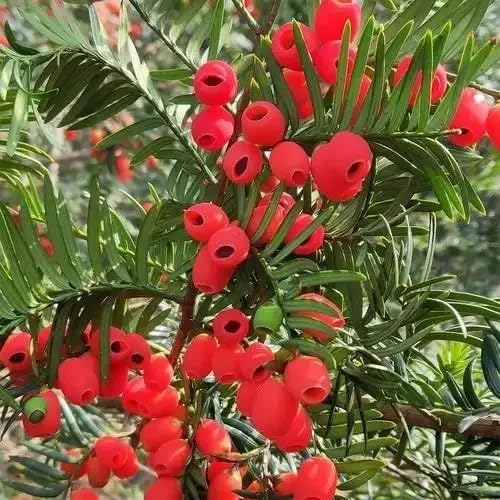 Semi di Taxus baccata baumsamen, interno resistenti per il giardino, in crescita, 100pcs