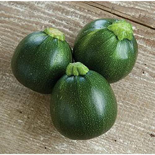 Eight Ball Squash Seeds (20+) Non-GMO Vegetable & Herb Seeds
