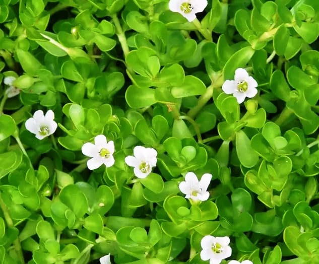 Brahmi seeds | Bacopa Monnieri | Ayurvedic Herb | Medicinal Plant - Healthy seeds (B0CCRMDYXK) Amazon Price History, Amazon Price Tracker