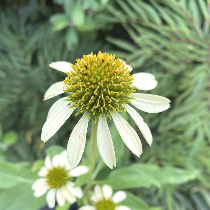 Amazon.co.jp: 宿根草 苗 エキナセア メローイエロー（一重