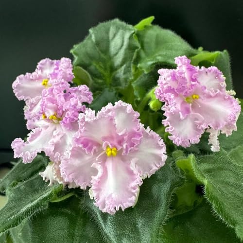 Semi di violetta africana di perenni resistenti di violetta africana balcone, perenni, balcone resistenti 60pcs