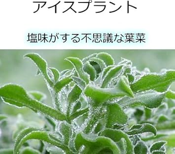 Amazon アイスプラント 9cmポット苗 野菜
