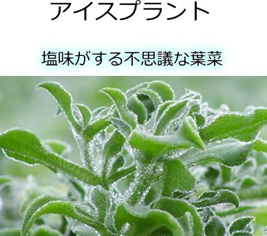 アイスプラント　1苗　ポットごと Amazon | アイスプラント 9cmポット苗 | 野菜