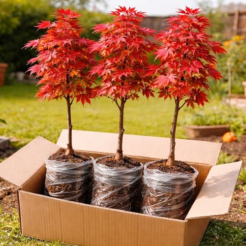 3 Pack Red Maple Trees (Acer rubrum) – Live Hardy