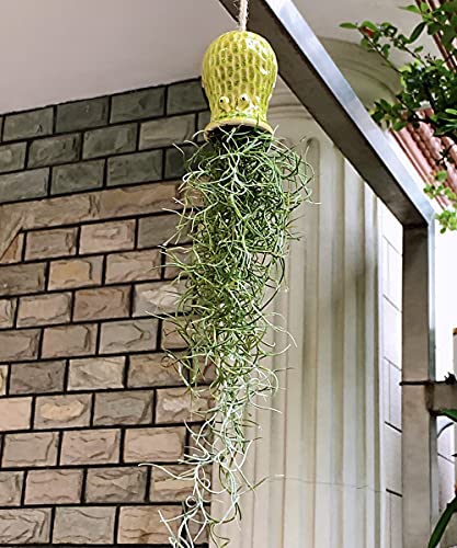 Mimeela 5 Pack Air Plant Holder Unique, Cute Octopus Air Plant Hanger Wall Planter, Ceramic Tillandsia Airplants Holders Hanging Wall Decor For Home Office (Small (2 X 3.2 In)) #TOP2