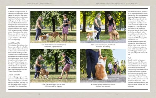 Hunde erziehen – mit der 5er-Basis: Klar kommunizieren, verlässlich führen, freudig erziehen.