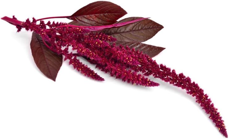 Amaranto-Medianoche (500 Semillas)