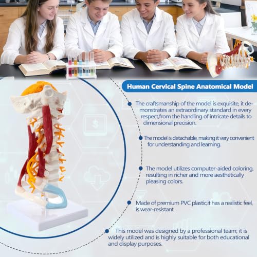 Image of Advanced Cervical Spine Model with Brainstem, ligaments, Ribs,1:1 Anatomical Neck Spine Model for Teaching, Clinic Demonstration, Education