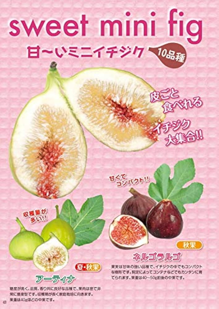 Amazon.co.jp: ミニイチジク ショートブリッジ 9cmポット苗