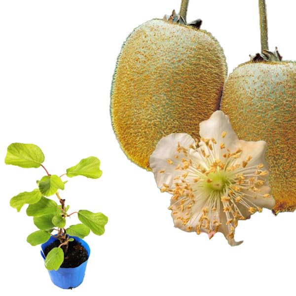 キウイ花粉　令和7年5月18日産トムリ製精花粉３グラム キウイ花粉 令和7年5月18日産トムリ製精花粉3グラム