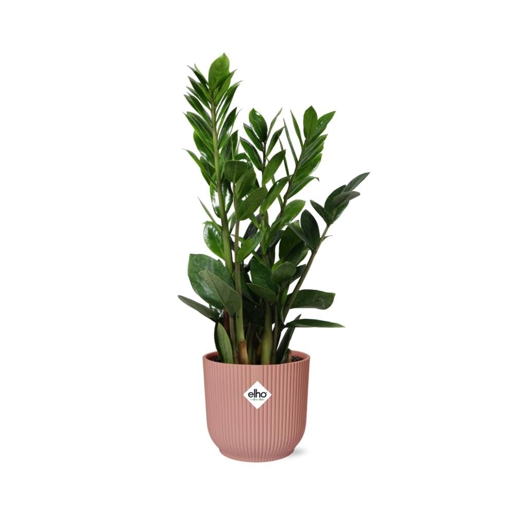 Glcksfeder (Zamioculcas) mit bertopf - Hhe: 20 cm - von Botanicly :  Amazon.de: Garten