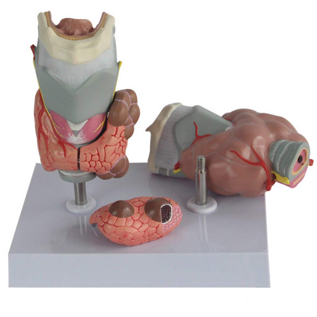 Sjdopulse Thyroid Pathology Model - Magnified Human Thyroid Diseased Anatomy Model Human Organ Anatomy Model - For Medical Educational Training Aid Tool