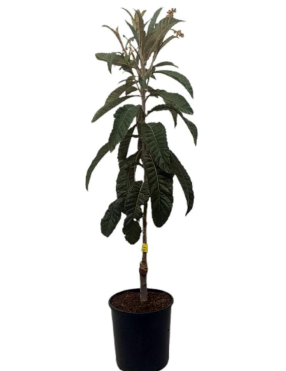 Planta Frutal Nispero Tanaka, 80-100 cm. Eriobotrya japonica. Árbol perenne con fruto dulce y jugoso, de piel anaranjada y pulpa firme, rico en fibra y vitamina A. Segura Garden.