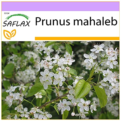 SAFLAX   Cerezo de Santa Lucia   30 semillas   Prunus mahaleb