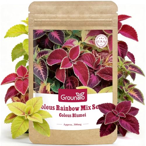 Groundio Coleus Rainbow Mix Seeds for Planting Coleus Colorful Flower Seeds Non-GMO Heirloom Seeds for Outdoor & Indoor Garden Containers Borders Patios (Coleus scutellarioides)
