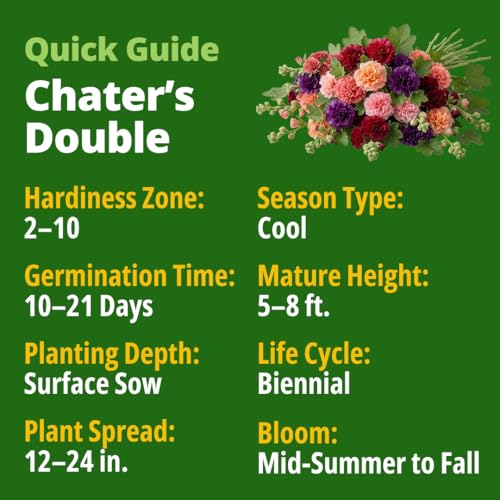 Image of HOME GROWN Hollyhock Chaters Double Mix 2400 Seeds - Holly Hocks Seeds for Planting Spring 2026, Double Flower Hollyhock Seeds, Flower Seeds Perennial Outdoor Garden (Alcea rosea)
