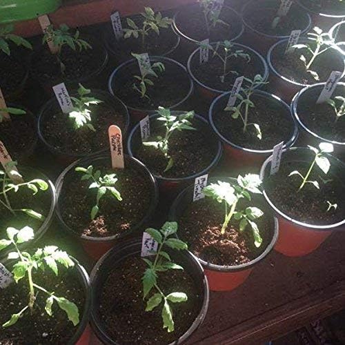 Vista 7 de KINGLAKE 100 piezas de plantas de plástico de 6 pulgadas, macetas de viveromacetas de plántulas de plantas de flores, macetas de inicio de semillas