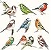 Produktbild Ambiente Serviette Motiv : Collection of Birds - Verschiedene Vögel - 20 Servietten pro Packung, 33x33 cm