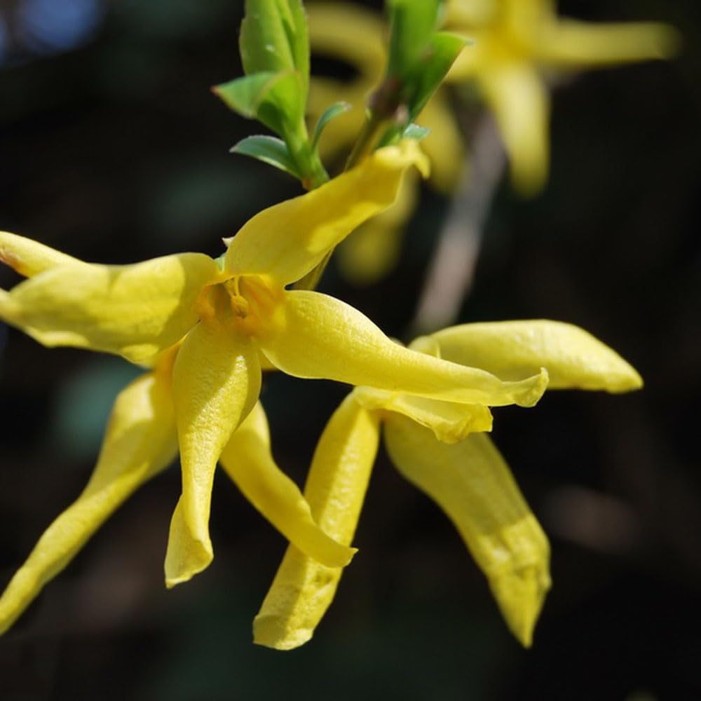 Semi Di Forsizia - 150 Pezzi - Piante Da Balcone Resistente - Decorazione Soggiorno - Foto 10