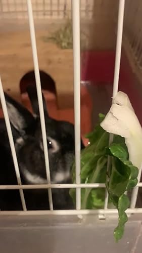 MEGUMI 恵シニア用 3袋 うさぎ おまけ付き Amazon | ハイペット