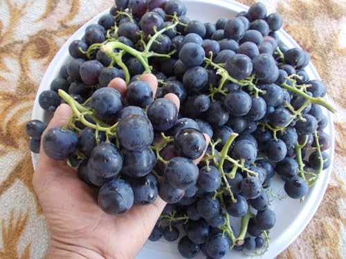 Image of Black Grape Live Plant a€ inch Sweet Seedless Hybrid Variety for Home Garden, Terrace & Balcony | Grafted Fruit Vine Tree for Organic Farming & Outdoor Growing | Healthy Angoor Plant