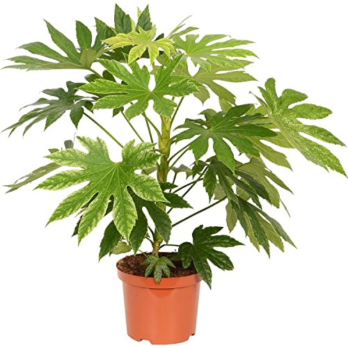 Aralia Japonica Natural Arbusto Perennifolia de Interior