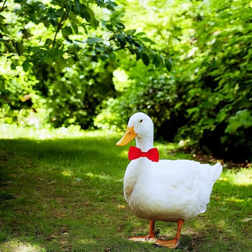Image of Duck Harness and Leash for Real Ducks with Bowtie Set, Adjustable Walking Harness and Bowties for Real Ducks, Duck Collar for Pet, Leash for Pet Chicken Goose Hens Rooster (M, Blue Star)