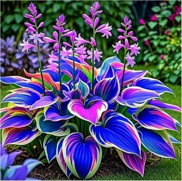 Hosta Bulbs in Bulk: Hardy Perennial Splendor for Breathtaking Garden Displays, Potted Plants-8 Bulbs-B