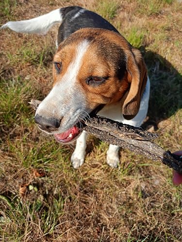 Lucze Rinderpansen getrocknet 1kg, 100% natürliche Pansen, Hundesnacks getreidefrei, proteinreich & aromatisch, Kauartikel zur Zahnpflege für kleine, mittlere & große Hunde