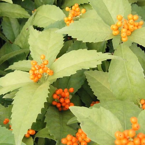 Amazon.co.jp: 千両（センリョウ）の苗：黄実 3.5号ポット 3株