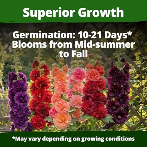 Image of HOME GROWN Hollyhock Chaters Double Mix 2400 Seeds - Holly Hocks Seeds for Planting Spring 2026, Double Flower Hollyhock Seeds, Flower Seeds Perennial Outdoor Garden (Alcea rosea)