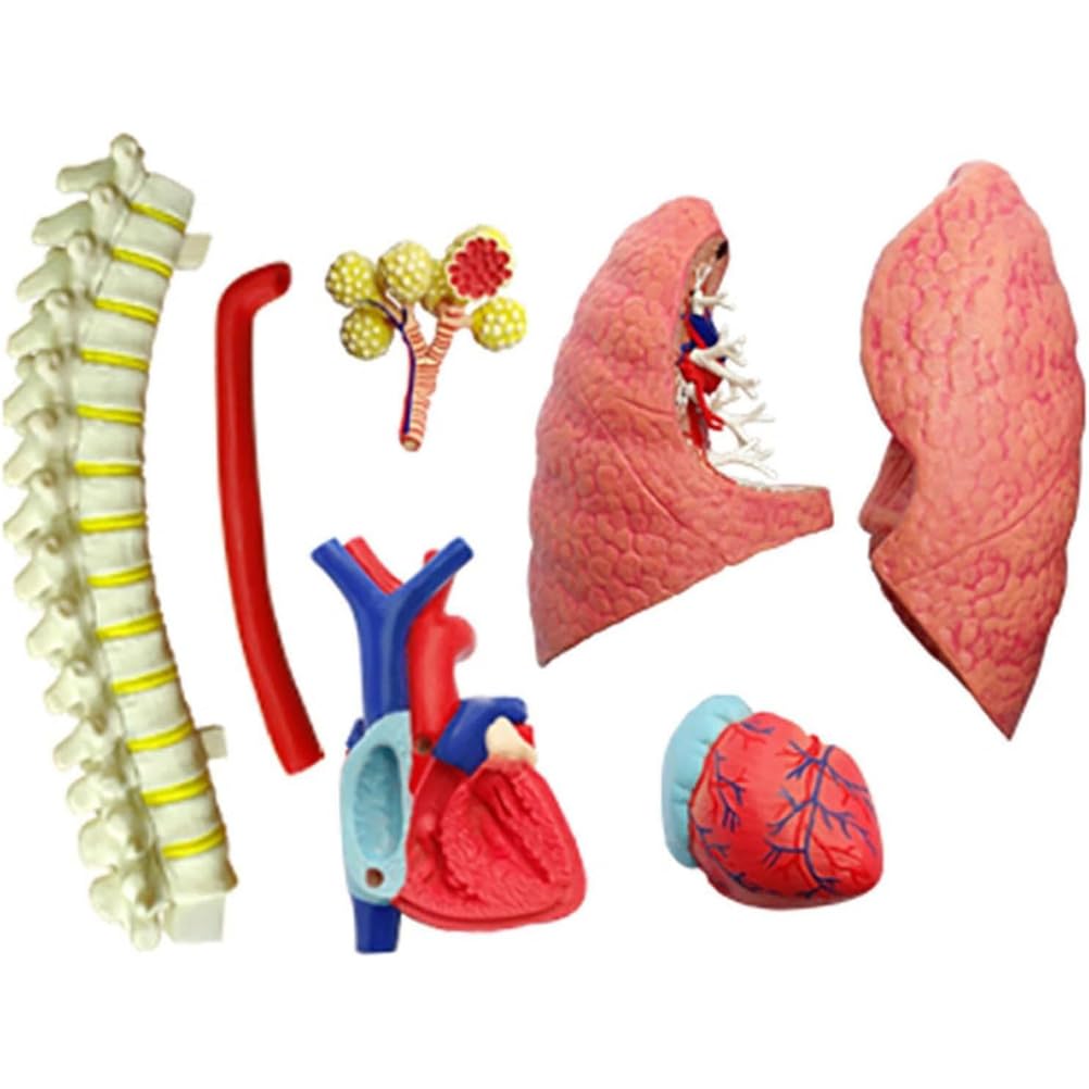 Generico Modello di sistema respiratorio 4D Modello di polmone anatomico, modello di cuore e polmoni umani 21 parti rimovibili per l'insegnamento medico scientifico