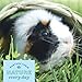 Oxbow Timothy Hay Tunnel, Guinea Pig Hideout, Rabbit & Bunny Tunnel, Edible & Hand-Woven Guinea Pig House, No Wires or String, Small Pet Accessories, for Rabbits, Chinchillas & Rats