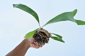 親株　ビカクシダ　オラモ　ORAMO veitchii コルク付 親株 ビカクシダ オラモ ORAMO veitchii コルク付