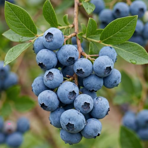 Heidelbeere Duke (Vaccinium corymbosum) - 2 Pflanzen - Winterhart & Mehrjährig - Echte Pflanzen aus Holland - keine Samen keine Zwiebeln nicht künstlich