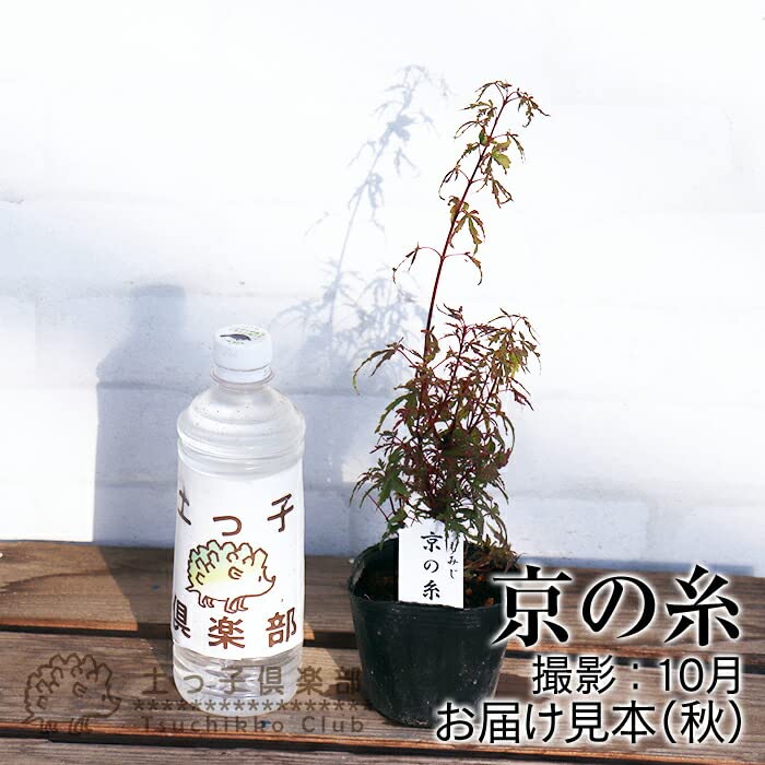 紅葉もみじ壺 紅葉 もみじの坪庭 の盆栽の販売｜盆栽妙 – 盆栽妙 本店