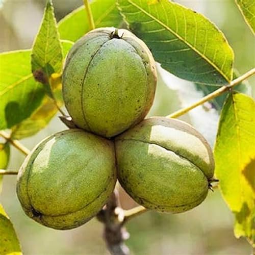 CHUXAY GARDEN 4 Seeds Heirloom Shagbark Hickory Tree Seeds for Planting Carya Ovata Seed,Carolina Hickory,Shellbark Hickory Deciduous Tree Tall Ornamental Shade Tree Privacy Screen