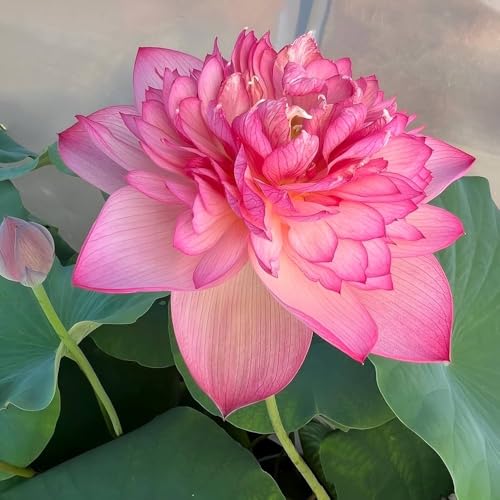 Image of Very Beautiful All Season Pink+White Water Lotus(Pack Of-2) /Water Kamal /Water Lily Plant (TUBER) Original Hybrid Veriety Blloming With In 30 Days For Outdoor & Indoor Live Plant.