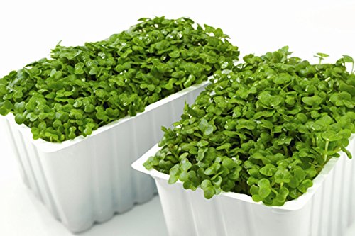 Indica Watercress Micro Green Culinary herb 50seeds*4pkts