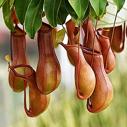 MITRAEE 100PCS Seeds Nepenthes Seeds | Non-GMO | Tropical Pitcher Plants Seeds for Planting Home Garden, Seeds, Gardeners Choice!