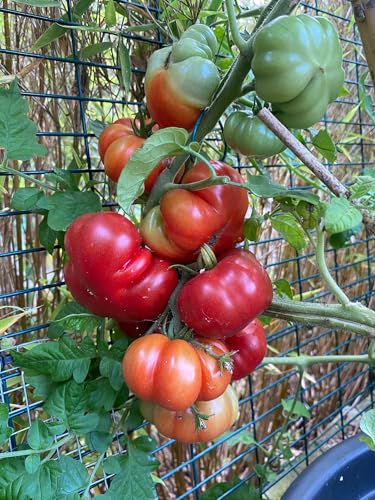 Lot de 10 graines de tomate Ficarazzi