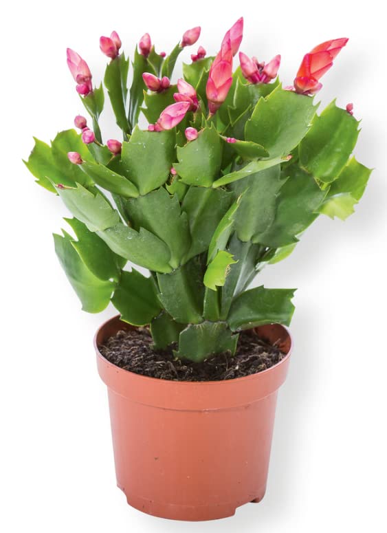 SMPLY. - Cactus Navidad - Altura aproximada 10 centímetros - Maceta de 8 cm de diámetro - Ideal para Decoración en Casa u Oficina - Embalaje Protector y Tierra Húmeda