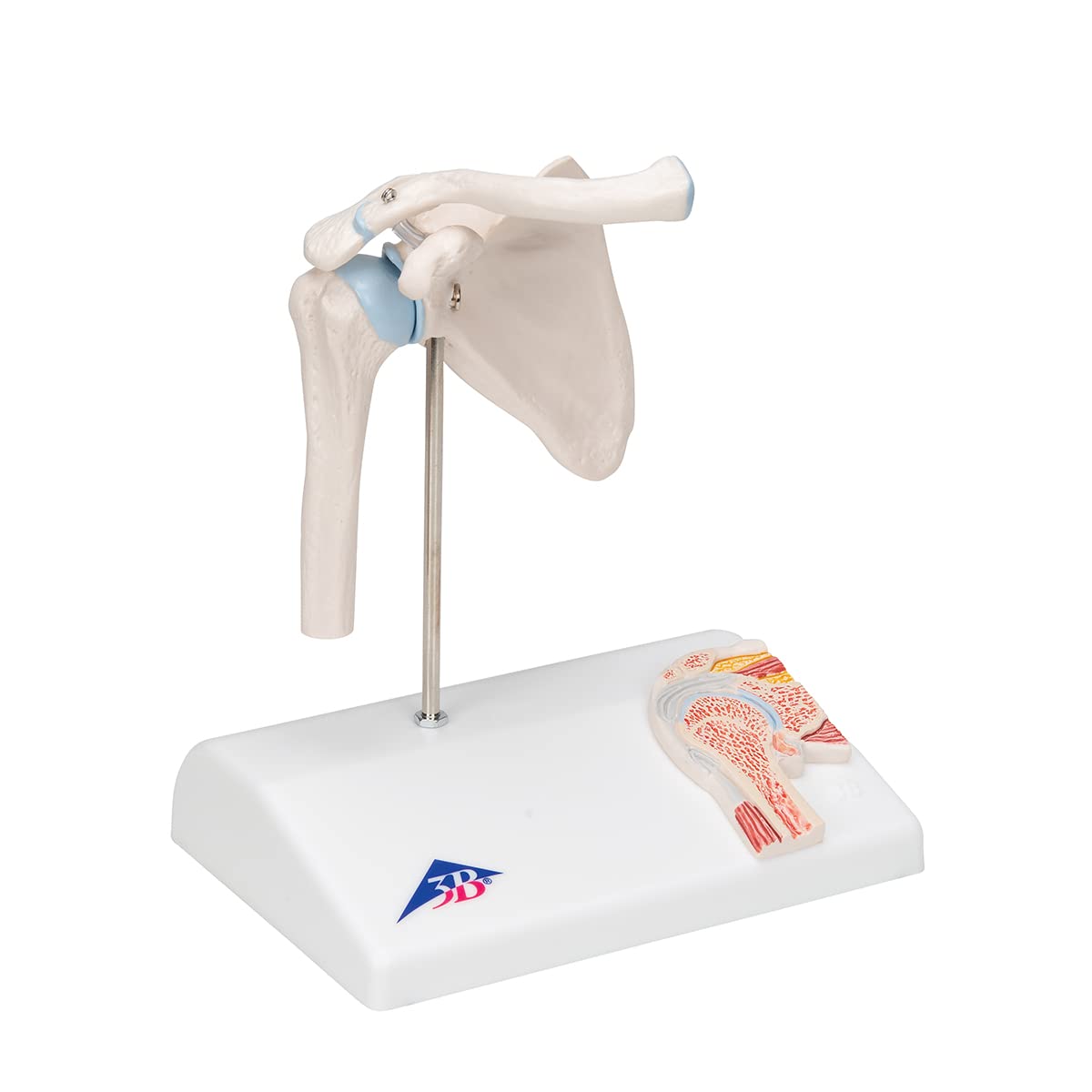 3B Scientific A86/1 Mini Articolazione della Spalla con Sezione Trasversale, su Base + software gratuito di anatomia - 3B Smart Anatomy