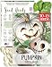 Seed Needs, Lumina White Pumpkin (Cucurbita Maxima) Twin Pack 15 Seeds Each Non-GMO