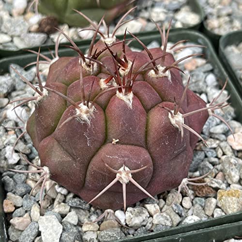 Planet Desert Gymnocalycium marquezii Live Cactus #TOP29