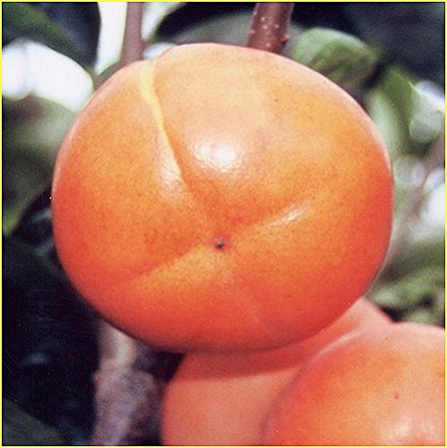 渋柿の苗木 平核無(ヒラタネナシ)柿の苗木 13.5cmポット苗 接木1年生のサムネイル