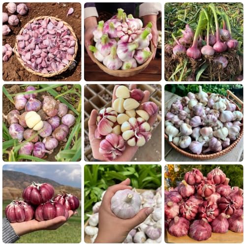 Comprar bulbos de ajo, bulbos de ajo exóticas Tapones para r, jardín rocas resistentes para lugares soleados verdes exterior, resistentes en al aire libre 3pcs