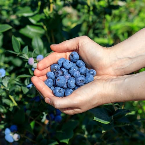 semillas arándanos parterre de en balcón comprar de jardín rocas exóticas reverdecimiento tejados en 100pcs